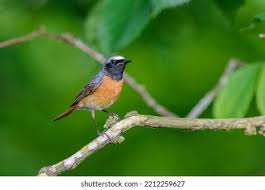 Attēlu rezultāti vaicājumam “Phoenicurus phoenicurus male”