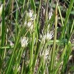 Attēlu rezultāti vaicājumam “Rhynchospora alba flower”