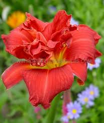 Image result for Hemerocallis `Moses Fire`