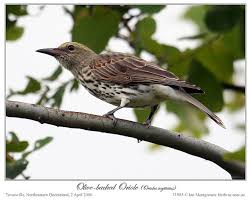 Attēlu rezultāti vaicājumam “Oriolus oriolus female”