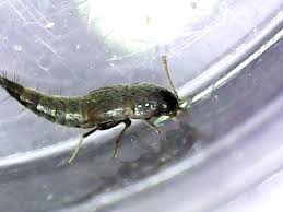 Attēlu rezultāti vaicājumam “Sepedophilus sp.”