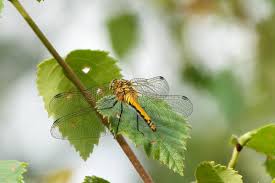 Attēlu rezultāti vaicājumam “Sympetrum sanguineum female”