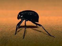 Attēlu rezultāti vaicājumam “Tenebrionidae”