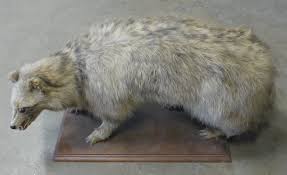 Attēlu rezultāti vaicājumam “Nyctereutes procyonoides”