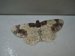 Attēlu rezultāti vaicājumam “Ligdia adustata”