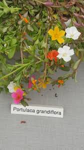 Attēlu rezultāti vaicājumam “Portulacaceae”