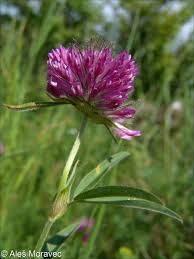 Attēlu rezultāti vaicājumam “Trifolium alpestre”