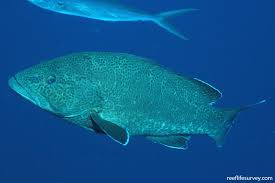 Image result for Mycteroperca olfax