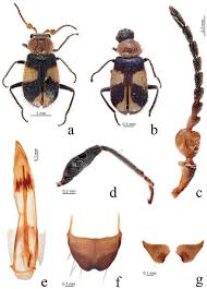 Attēlu rezultāti vaicājumam “Malachidae”