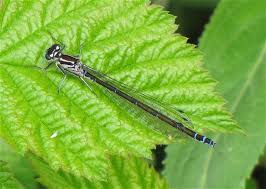 Attēlu rezultāti vaicājumam “Coenagrion pulchellum female”