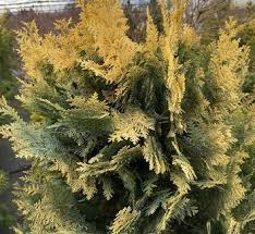 Attēlu rezultāti vaicājumam “Chamaecyparis lawsoniana”