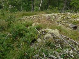 Attēlu rezultāti vaicājumam “Racomitrium heterostichum”