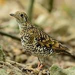 Image result for Zoothera dauma