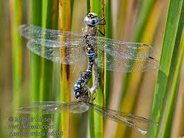 Attēlu rezultāti vaicājumam “Aeshna mixta female”