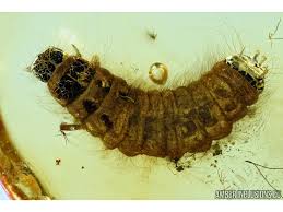 Attēlu rezultāti vaicājumam “Mellicta athalia larva”