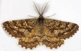 Attēlu rezultāti vaicājumam “Ematurga atomaria male”