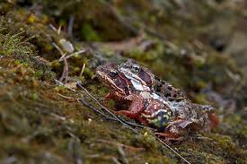 Attēlu rezultāti vaicājumam “Rana temporaria adult”