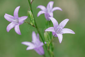 Image result for Campanula rapunculus