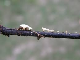 Attēlu rezultāti vaicājumam “Hymenoscyphus fraxineus”