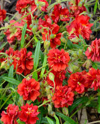 Attēlu rezultāti vaicājumam “Helianthemum x hybridum”