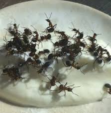 Image result for noma mad