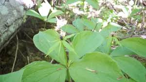 Attēlu rezultāti vaicājumam “Paris quadrifolia fruit”