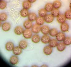 Attēlu rezultāti vaicājumam “Badhamiopsis scripta”