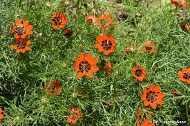 Image result for Adonis aestivalis