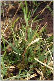 Attēlu rezultāti vaicājumam “Carex panicea”