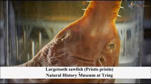 Image result for Pristis pristis