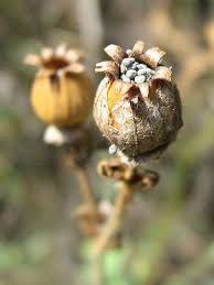 Attēlu rezultāti vaicājumam “Silene otites fruit”