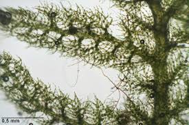 Attēlu rezultāti vaicājumam “Trichocolea tomentella sporophyte”