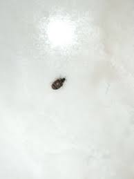 Attēlu rezultāti vaicājumam “Anthrenus museorum”