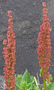 Image result for Rumex sanguineum