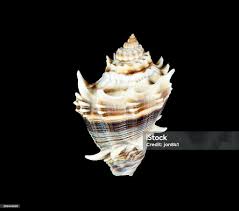 Image result for Melongena corona