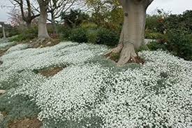 Image result for cerastium tomentosum