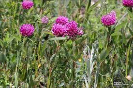 Attēlu rezultāti vaicājumam “Trifolium alpestre”