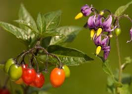 Attēlu rezultāti vaicājumam “Solanum dulcamara”