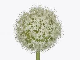 Attēlu rezultāti vaicājumam “Allium cepa flower”