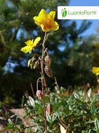 Attēlu rezultāti vaicājumam “Helianthemum nummularium leaf”