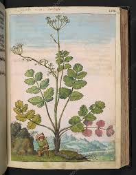 Image result for Pimpinella saxifraga