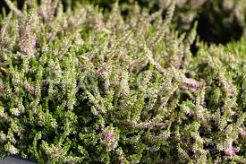 Attēlu rezultāti vaicājumam “Calluna vulgaris leaf”