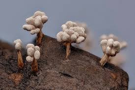 Attēlu rezultāti vaicājumam “Enerthenema papillatum stalked”