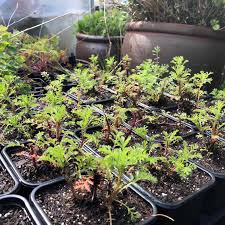 Image result for Färberkamille