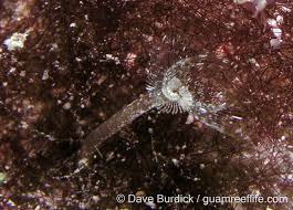 Attēlu rezultāti vaicājumam “Phronia sp.”