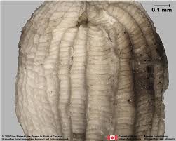 Attēlu rezultāti vaicājumam “Odontites vulgaris fruit”