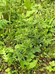 Attēlu rezultāti vaicājumam “Ranunculus auricomus leaf”