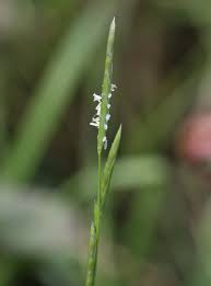 Attēlu rezultāti vaicājumam “Glyceria fluitans leaf”