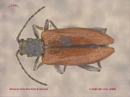 Attēlu rezultāti vaicājumam “Donacia dentata”