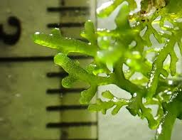 Attēlu rezultāti vaicājumam “Riccardia multifida”